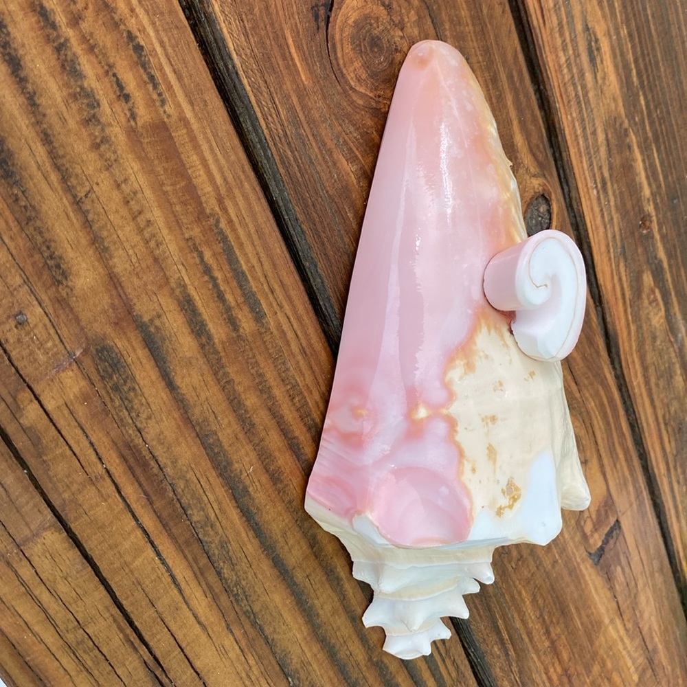 Caribbean Conch Real  Shell  Footed Bowl - Picture 7 of 9